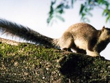 Tree Squirrel Giant-squirrel Sciurus Sciuridae Ardilla