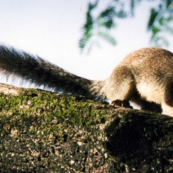 Tree Squirrel Giant-squirrel Sciurus Sciuridae Ardilla