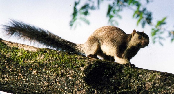 Tree Squirrel Giant-squirrel Sciurus Sciuridae Ardilla
