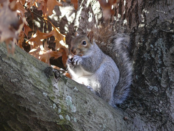 Tree Squirrel Gray Squirrel Boston Sciurus Sciuridae Ardilla