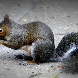 Tree Squirrel Grey_squirrel Sciurus Sciuridae Ardilla