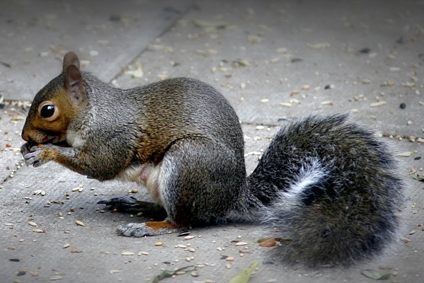 Tree Squirrel Grey_squirrel Sciurus Sciuridae Ardilla