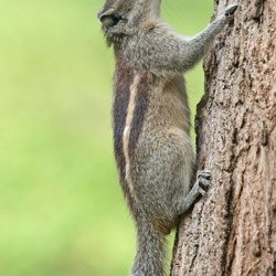 Tree Squirrel Indian Palm Squirrel_(Funambulus_palmarum) Sciurus Sciuridae Ardilla