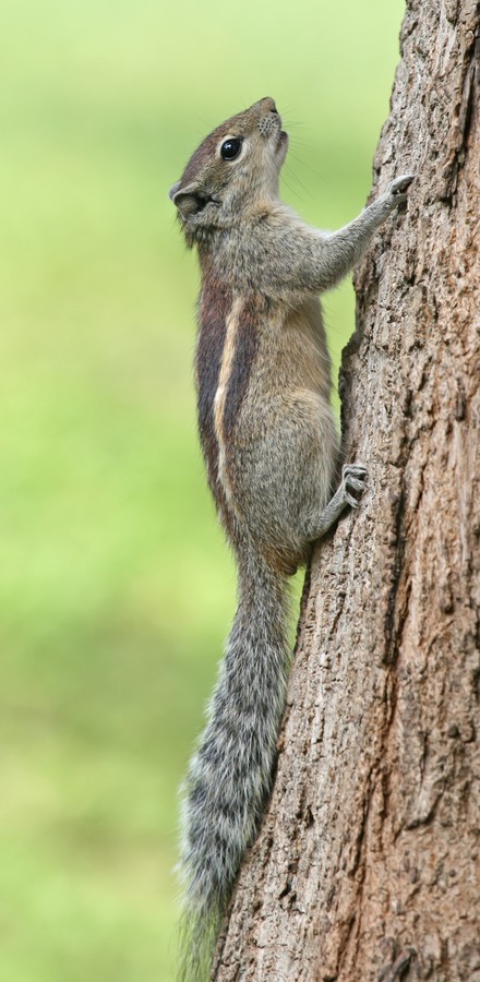 Tree Squirrel Indian Palm Squirrel_(Funambulus_palmarum) Sciurus Sciuridae Ardilla