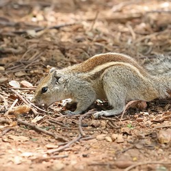 Tree Squirrel Indian_Palm_Squirrel_Bangalore_2009 Sciurus Sciuridae Ardilla
