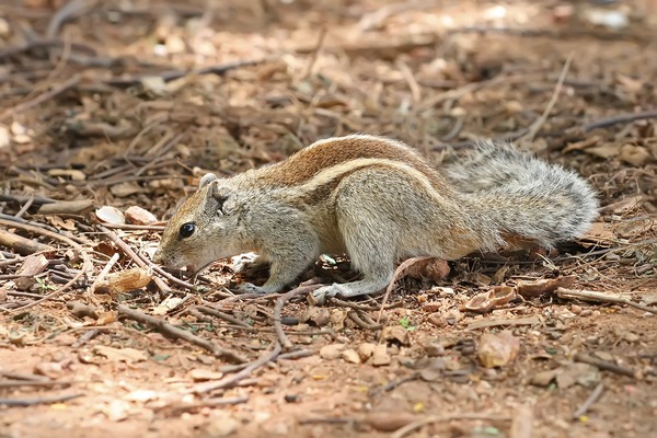 Tree Squirrel Indian_Palm_Squirrel_Bangalore_2009 Sciurus Sciuridae Ardilla