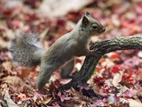 Tree Squirrel Japanese Squirrel Sciurus Sciuridae Ardilla