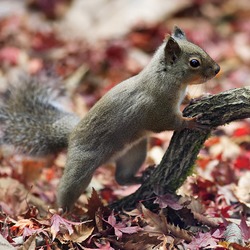 Tree Squirrel Japanese Squirrel Sciurus Sciuridae Ardilla