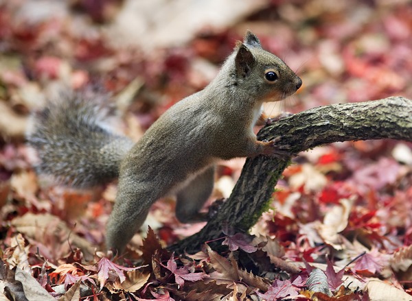 Tree Squirrel Japanese Squirrel Sciurus Sciuridae Ardilla