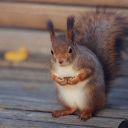 Tree Squirrel Kurre Penk Sciurus Sciuridae Ardilla