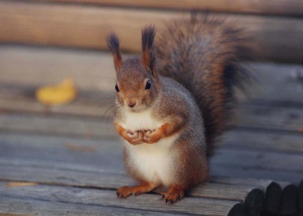 Tree Squirrel Kurre Penk Sciurus Sciuridae Ardilla