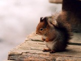 Tree Squirrel Kurre10 Sciurus Sciuridae Ardilla