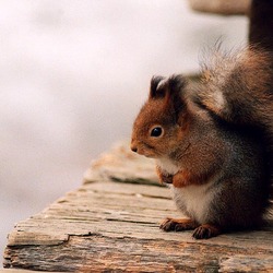 Tree Squirrel Kurre10 Sciurus Sciuridae Ardilla