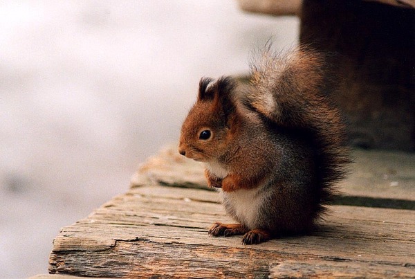 Tree Squirrel Kurre10 Sciurus Sciuridae Ardilla