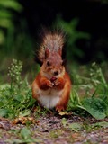 Tree Squirrel Kurre6 Sciurus Sciuridae Ardilla