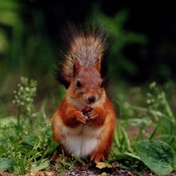 Tree Squirrel Kurre6 Sciurus Sciuridae Ardilla