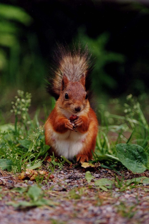 Tree Squirrel Kurre6 Sciurus Sciuridae Ardilla