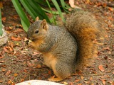 Tree Squirrel Lightmatter wild squirrel Sciurus Sciuridae Ardilla