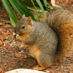 Tree Squirrel Lightmatter wild squirrel Sciurus Sciuridae Ardilla