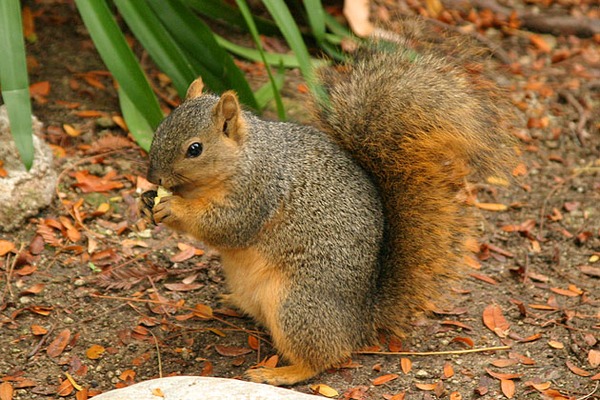 Tree Squirrel Lightmatter wild squirrel Sciurus Sciuridae Ardilla