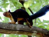 Tree Squirrel Malabar giant sqirrel Sciurus Sciuridae Ardilla