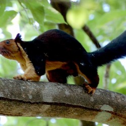 Tree Squirrel Malabar giant sqirrel Sciurus Sciuridae Ardilla