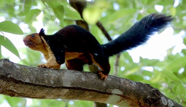 Tree Squirrel Malabar giant sqirrel Sciurus Sciuridae Ardilla