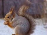 Tree Squirrel MattiParkkonen Sciurus Sciuridae Ardilla