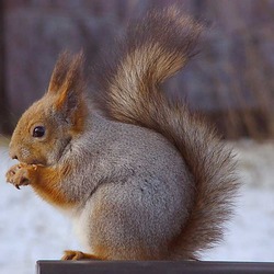 Tree Squirrel MattiParkkonen Sciurus Sciuridae Ardilla