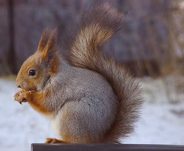 Tree Squirrel MattiParkkonen Sciurus Sciuridae Ardilla