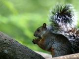 Tree Squirrel Midden-amerikaanse   Sciurus Sciuridae Ardilla