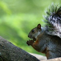 Tree Squirrel Midden-amerikaanse   Sciurus Sciuridae Ardilla