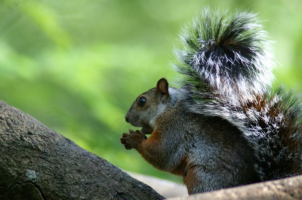 Tree Squirrel Midden-amerikaanse   Sciurus Sciuridae Ardilla