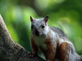 Tree Squirrel Midden-amerikaanse-  Sciurus Sciuridae Ardilla