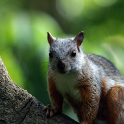 Tree Squirrel Midden-amerikaanse-  Sciurus Sciuridae Ardilla