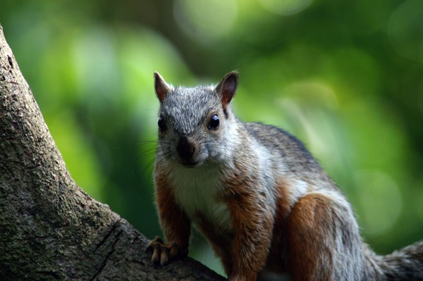 Tree Squirrel Midden-amerikaanse-  Sciurus Sciuridae Ardilla