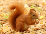 Tree Squirrel Red Squirrel _Lazienki Sciurus Sciuridae Ardilla