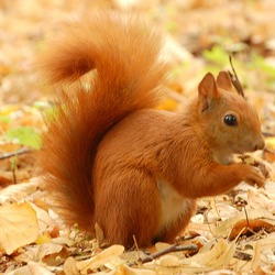 Tree Squirrel Red Squirrel _Lazienki Sciurus Sciuridae Ardilla