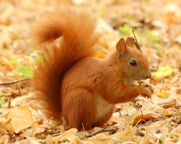 Tree Squirrel Red Squirrel _Lazienki Sciurus Sciuridae Ardilla