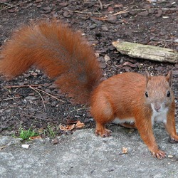 Tree Squirrel Red squirrel_(Sciurus_vulgaris) Sciurus Sciuridae Ardilla