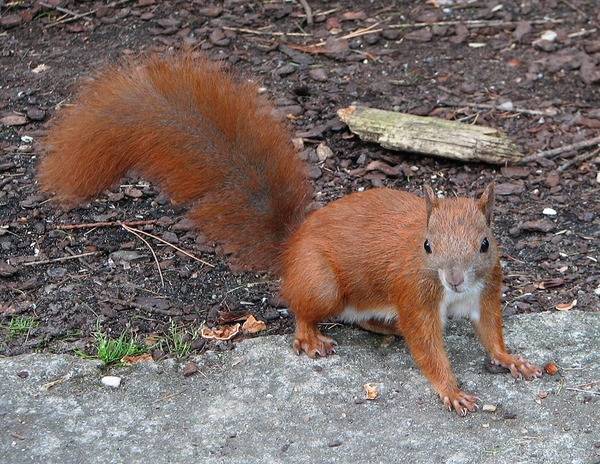 Tree Squirrel Red squirrel_(Sciurus_vulgaris) Sciurus Sciuridae Ardilla