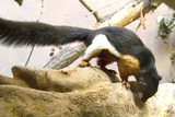 Tree Squirrel Photo Gallery