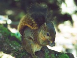 Tree Squirrel Sciuridae Poas2 Sciurus Sciuridae Ardilla