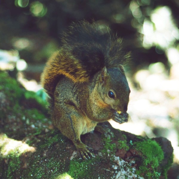 Tree Squirrel Sciuridae Poas2 Sciurus Sciuridae Ardilla