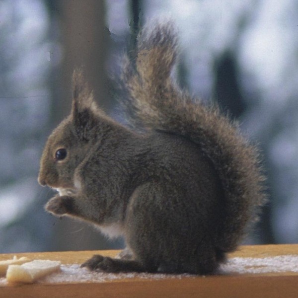 Tree Squirrel Sciurus  Sciurus Sciuridae Ardilla