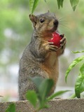 Tree Squirrel Sciurus Niger Sciurus Sciuridae Ardilla (2)