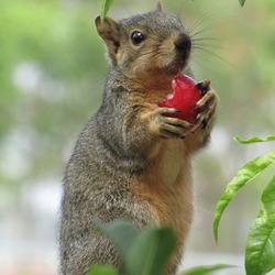 Tree Squirrel Sciurus Niger Sciurus Sciuridae Ardilla (2)