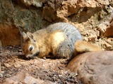 Tree Squirrel Sciurus anomalus_  Grotto Sciurus Sciuridae Ardilla