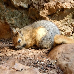 Tree Squirrel Sciurus anomalus_  Grotto Sciurus Sciuridae Ardilla