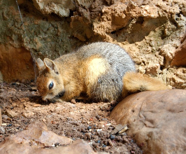 Tree Squirrel Sciurus anomalus_  Grotto Sciurus Sciuridae Ardilla